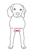Measuring your dog Inner Chest