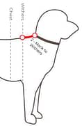 Measuring your dog Neck to Withers