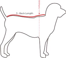 Measuring your dog Back Length