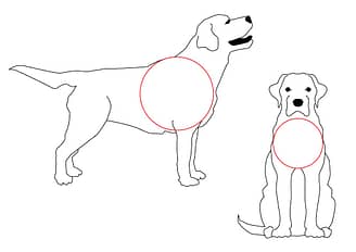 Standard Dog Shape
