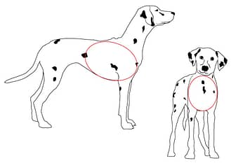 Long and Lean Dog Shape