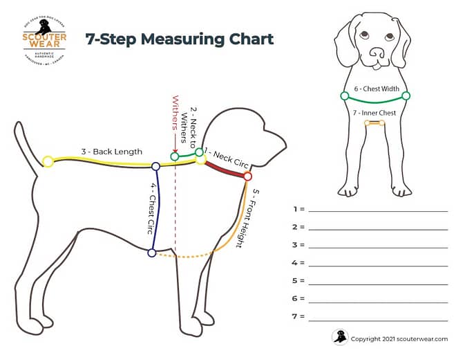 How to measure a dog for a coat