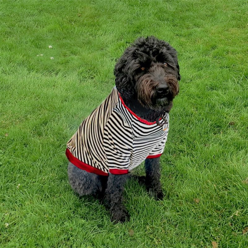 The Salty Dog Tee Shirt for dogs The Salty Dog Tee Shirt for dogs