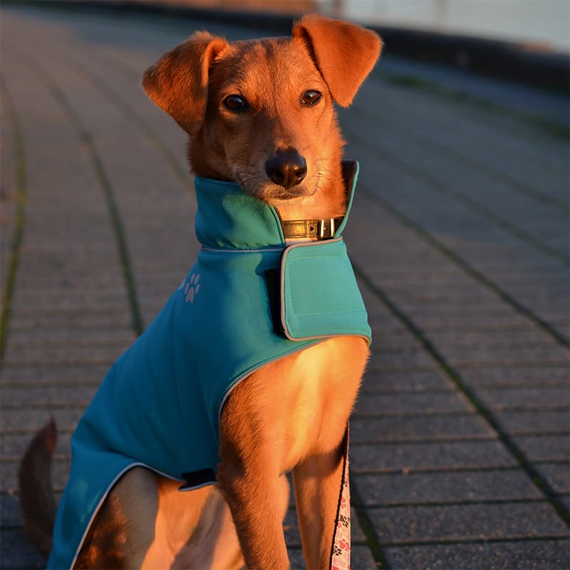 The Cozy Dog Coat The Cozy Dog Coat